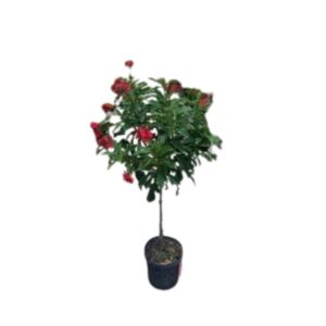 Jatropha