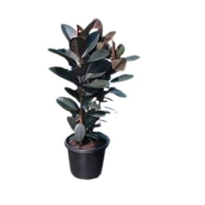 Rubber Plant