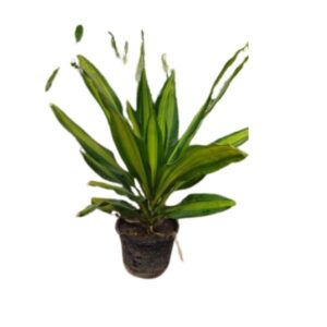 Dracena Yellow