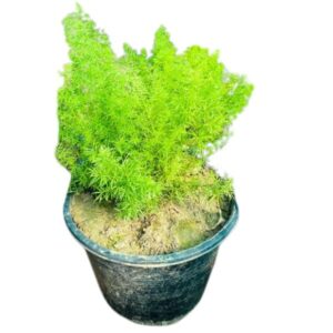 Spara Grass