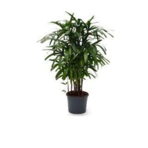 Lady Palm