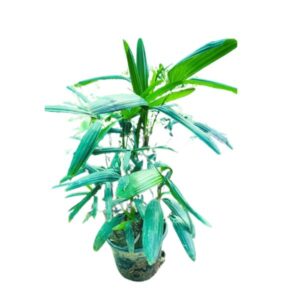 Lady Palm