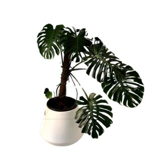 Monstera