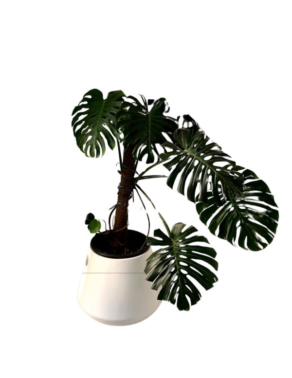 Monstera