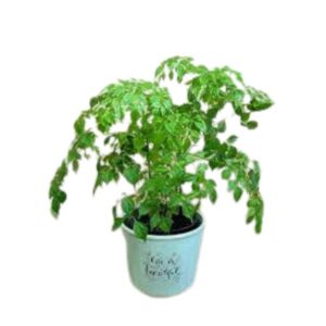 Schefflera