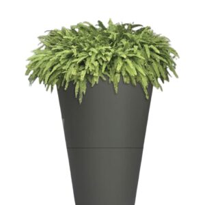 Spider Plant