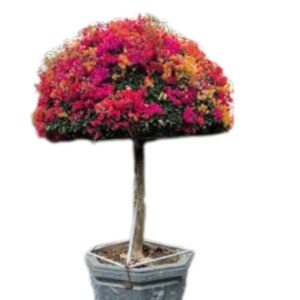 Bougainvillea Thailand