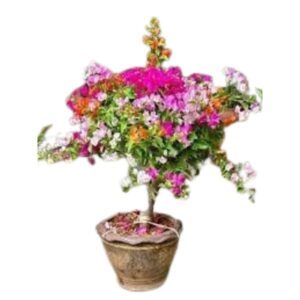 Bougainvillea Thailand