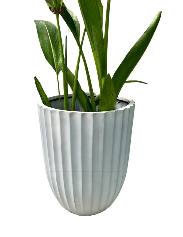 Bird of Paradise