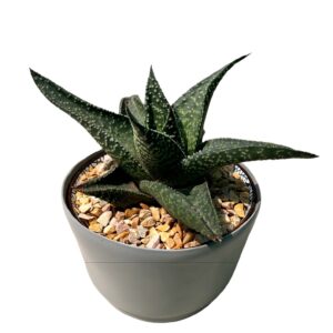 Succulent