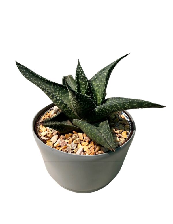 Succulent