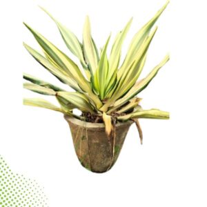 Furcaria