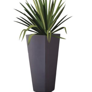 Eucalyptus