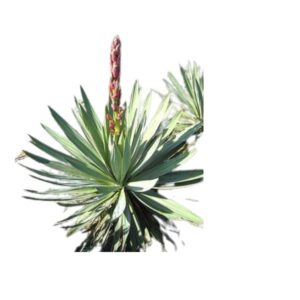 Yucca