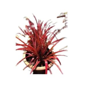 Red Grass