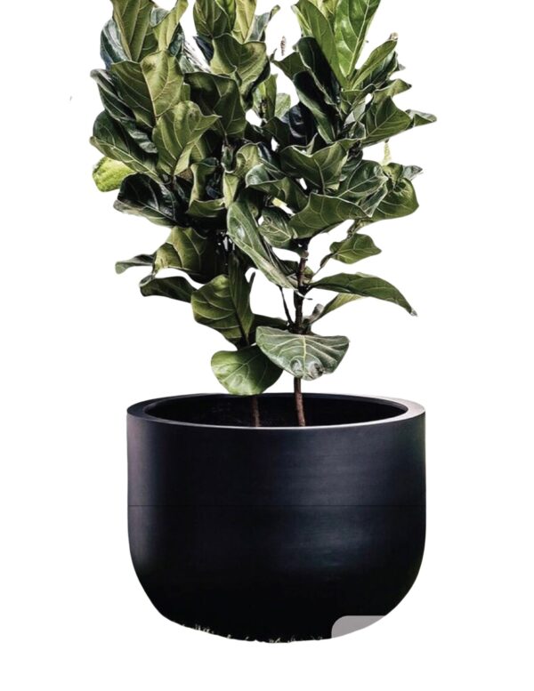 Aglaonema