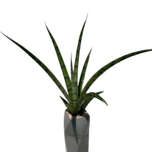 Snake Plant