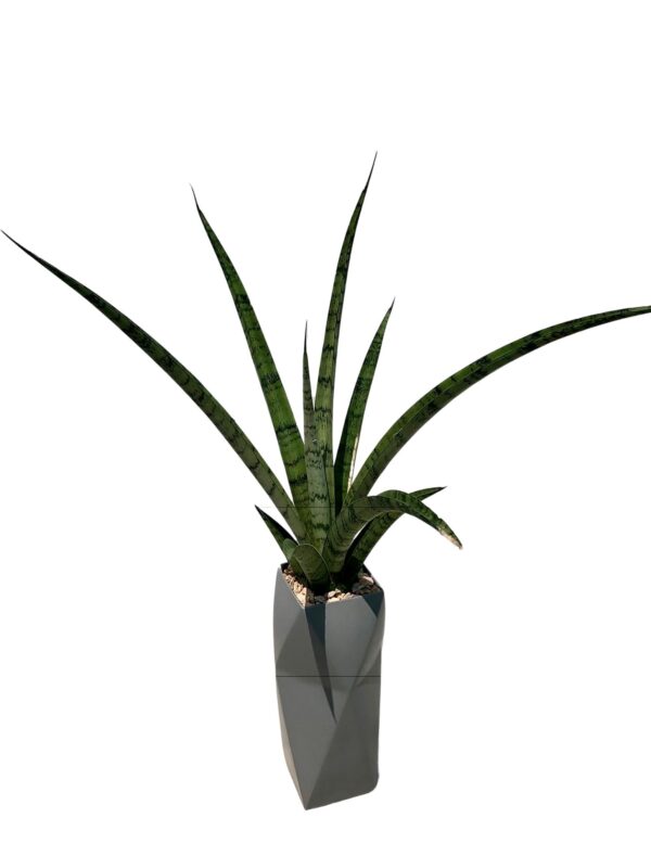 Snake Plant