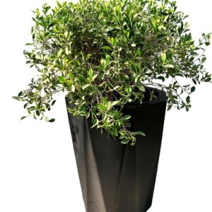 Miniature ficus