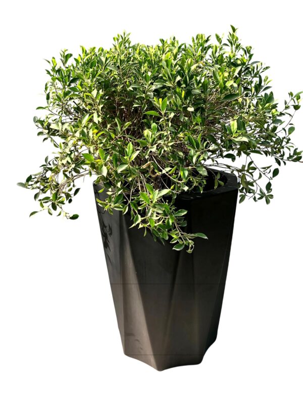 Miniature ficus