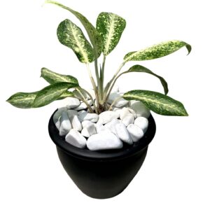 Dieffenbachia