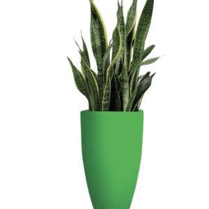 Snake Plant