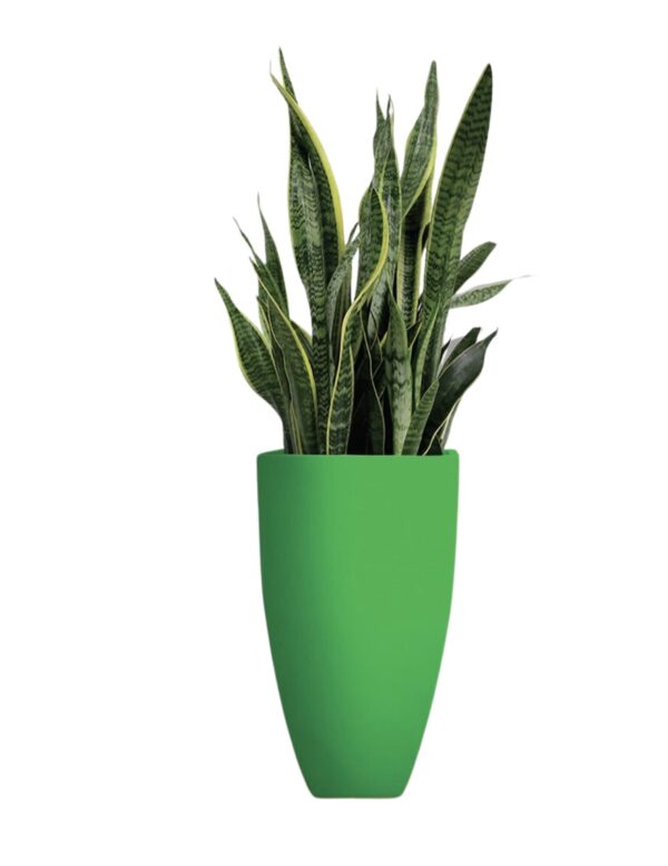 Snake Plant
