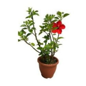 Hibiscus
