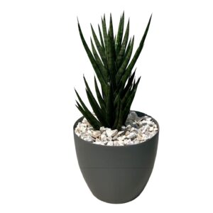 Succulent