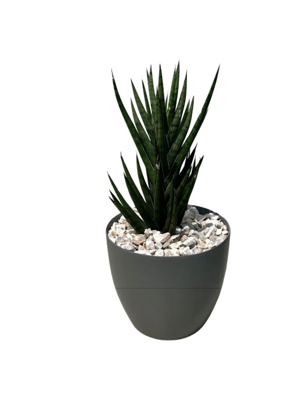 Succulent